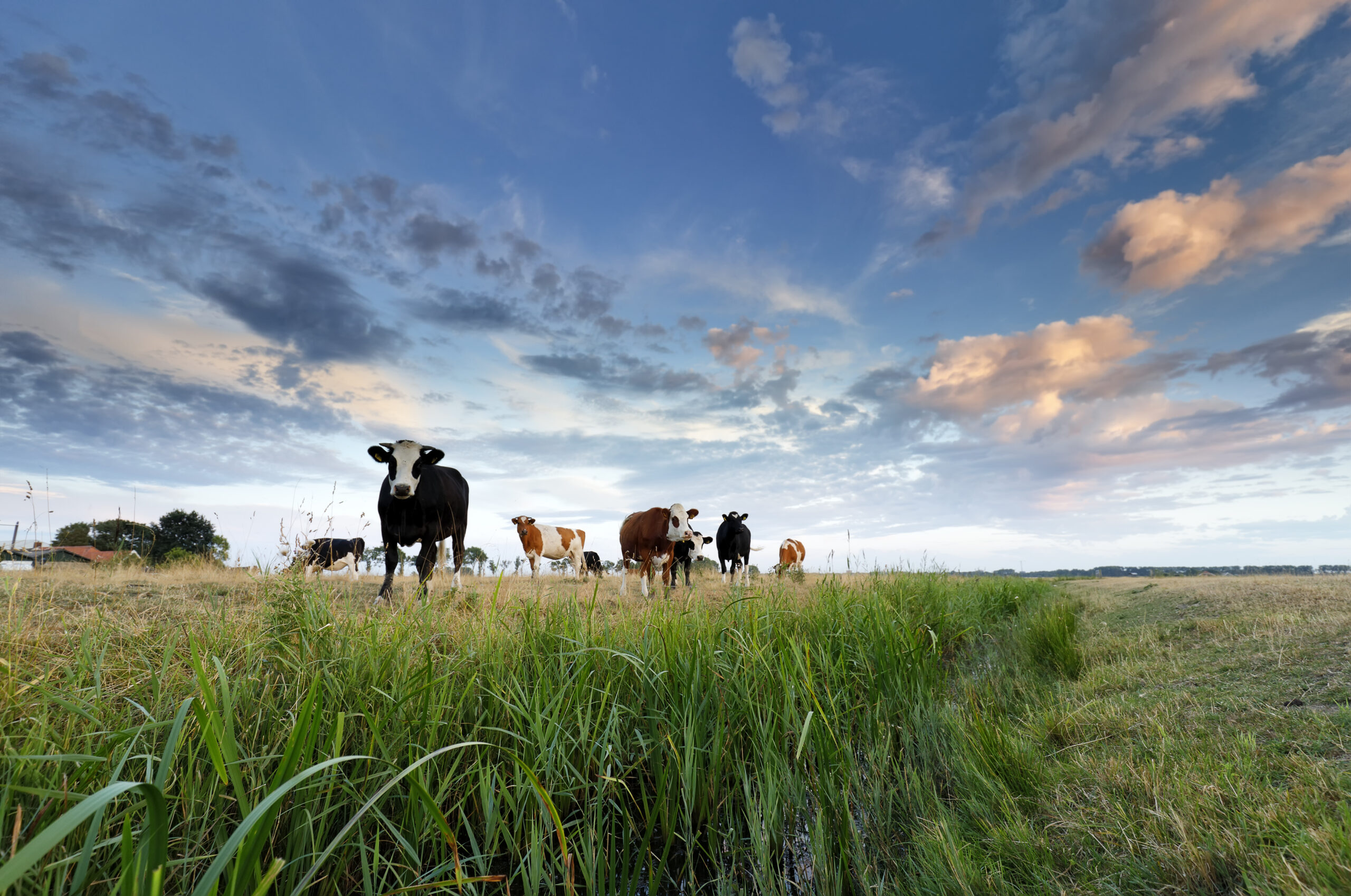 Blog About Raw Milk